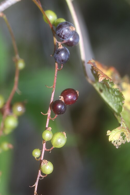 Ribes japonicum: Ribes japonicum in Mount Norikura, Matsumoto, Nagano Prefecture, Japan.
