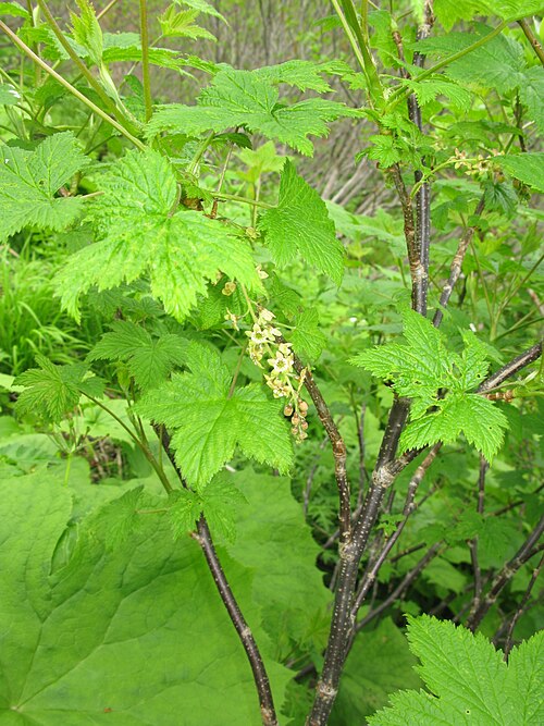 Ribes japonicum: Ribes japonicum , Mt. Hiuchigatake, Fukushima pref., Japan