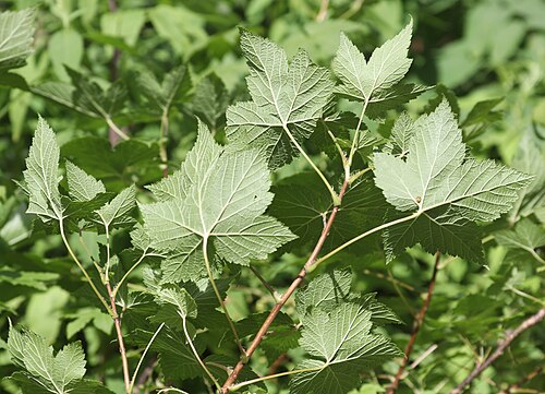 Ribes japonicum: Ribes japonicum in Mount Ontake, Takayama, Gifu Prefecture, Japan.