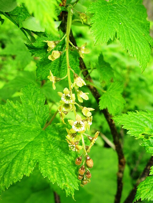 Ribes japonicum: Ribes japonicum , Mt. Hiuchigatake, Fukushima pref., Japan