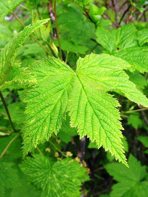 Ribes japonicum: Ribes japonicum , Mt. Hiuchigatake, Fukushima pref., Japan