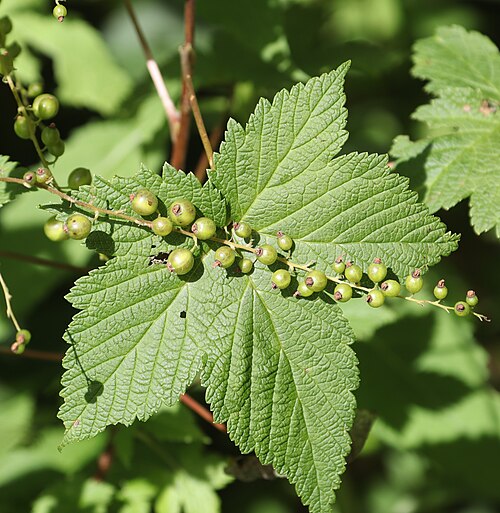 Ribes japonicum: Ribes japonicum in Mount Ontake, Takayama, Gifu Prefecture, Japan.