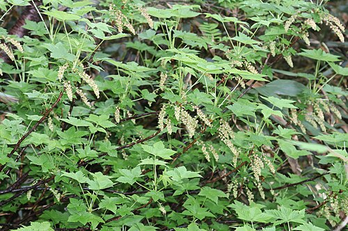 Ribes japonicum: Ribes japonicum in Mount Haku, Hakusan, Ishikawa Prefecture, Japan.