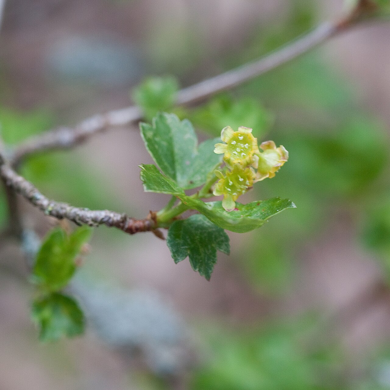 Ribes komarovii: Ribes komarovii (Groseillier de Corée) - Fleurs Jardin botanique de Strasbourg - France