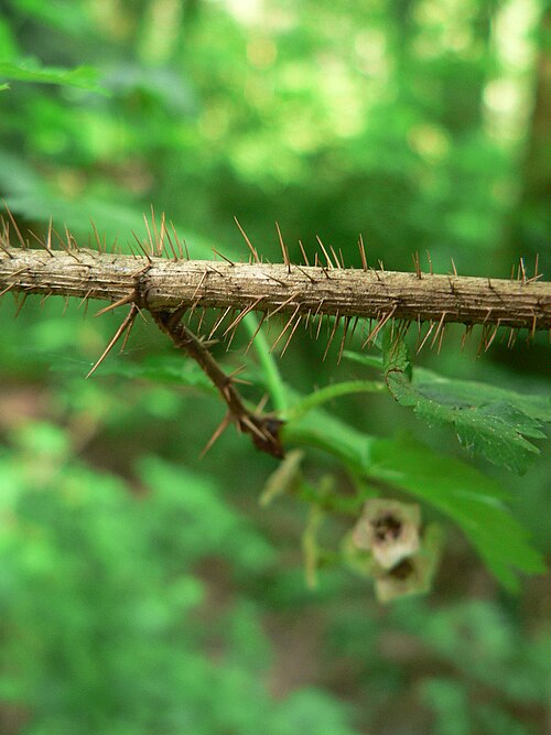 Black gooseberry: Prickly Currant