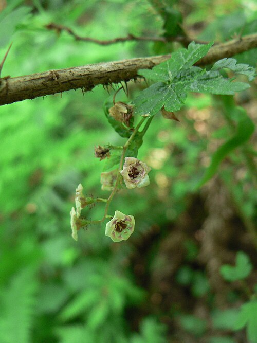 Black gooseberry: Prickly Currant