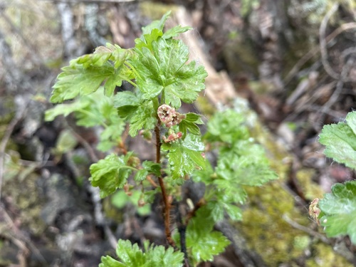 Black gooseberry (Ribes lacustre)