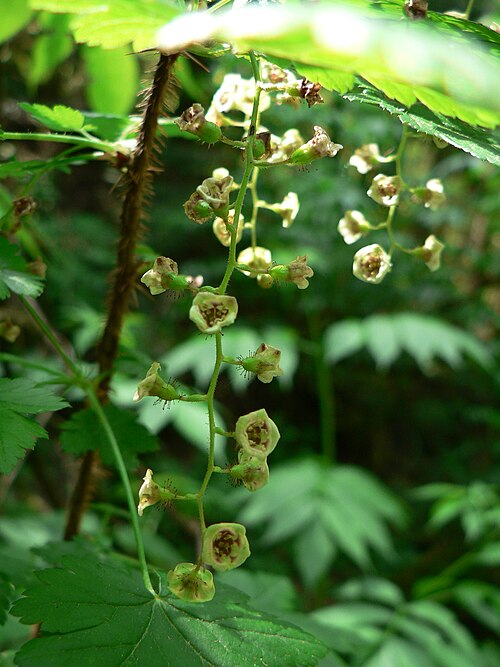 Black gooseberry: Prickly Currant