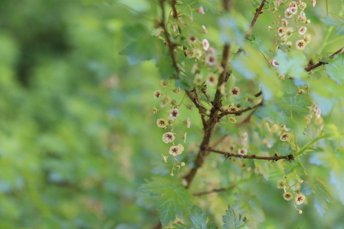 Black gooseberry (Ribes lacustre)