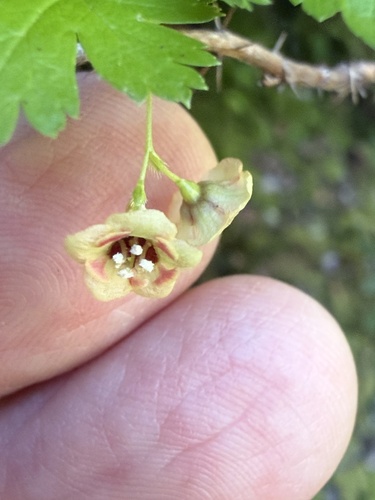 Black gooseberry (Ribes lacustre)