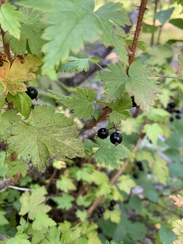 Black gooseberry (Ribes lacustre)