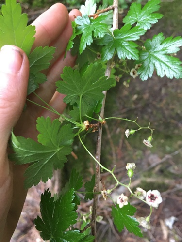 Black gooseberry (Ribes lacustre)