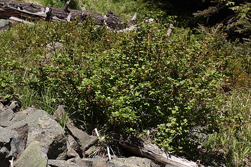 Black gooseberry: Prickly Currant, Bristly Black Gooseberry, Swamp Gooseberry, Swamp Currant Viewpoint location: Squilchuck_Trail #1200 to Clara Lake (5040 feet), Colockum State