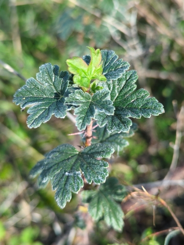 Black gooseberry (Ribes lacustre)