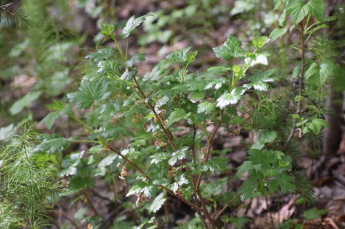 Black gooseberry (Ribes lacustre)