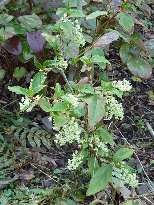 Ribes laurifolium: Ribes laurifolium male