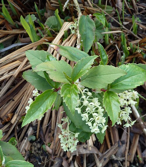 Ribes laurifolium: And again. Most of my laurifolium are male. You can see the difference by looking at the little stem behind the flower (a pedicel I think they're called) In the