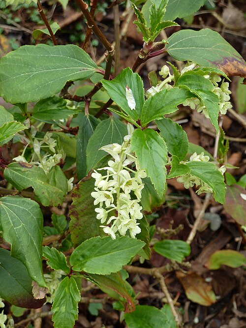 Ribes laurifolium: Yet another shot of one of my favourite shrubs