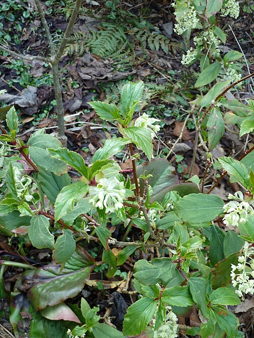Ribes laurifolium: In the female of the species the pedicel is slightly swollen. You can also see that the flowers open a little less and curve down a bit. All in all the male is