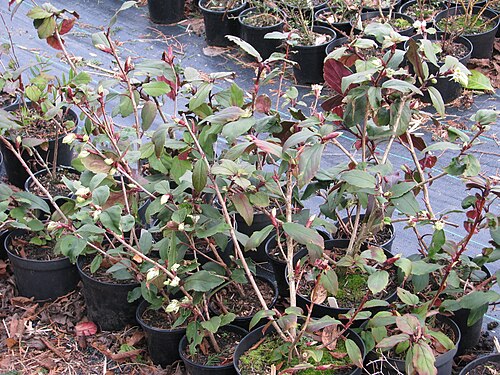 Ribes laurifolium: with strong red pigmentation to the foliage - something to be said for growing this species a bit starved?