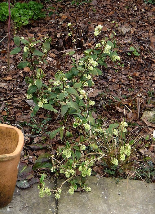 Ribes laurifolium: Another favourite small shrub of mine. Ribes is a surprisingly large and varied genus, especially in North America. This is one of a small group of evergreen sp