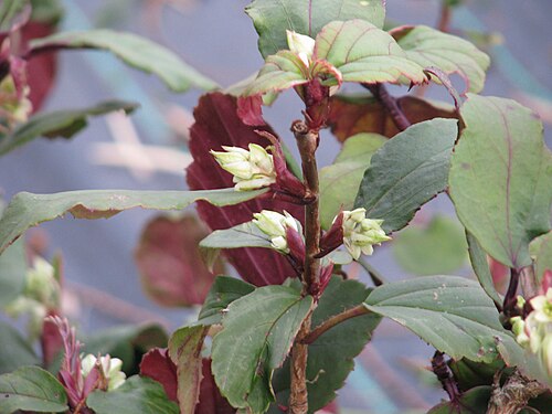 Ribes laurifolium: This is just the normal plant but the red pigment seems unusually strong this year