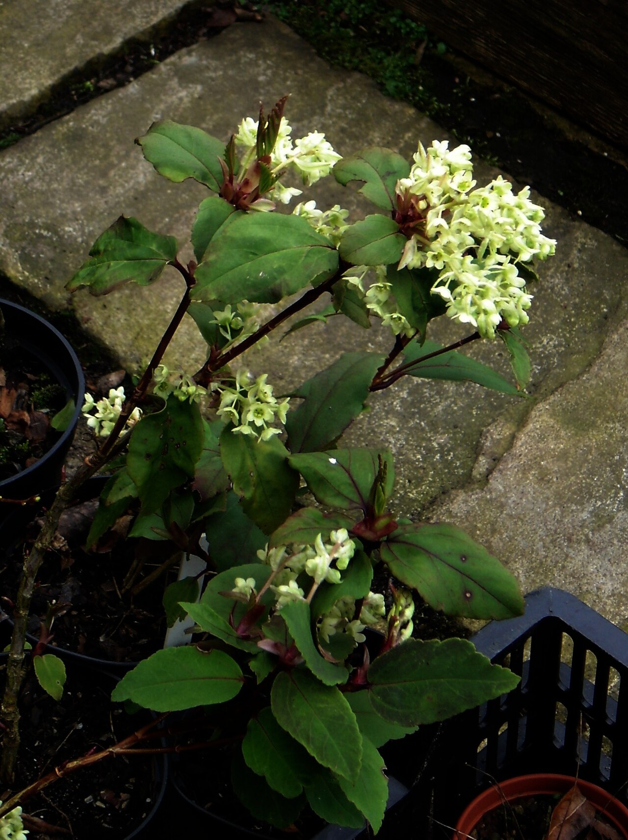 Ribes laurifolium: A close-up of the flowers. The reddish tint to the bracts and new leaves set the flowers off nicely. If you want to buy a plant visit my blog at brightonplants.