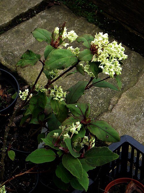 Ribes laurifolium: A close-up of the flowers. The reddish tint to the bracts and new leaves set the flowers off nicely. If you want to buy a plant visit my blog at brightonplants.