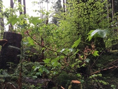 Trailing black currant (Ribes laxiflorum)