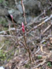 Trailing black currant (Ribes laxiflorum)