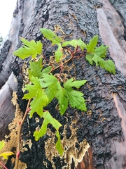 Trailing black currant (Ribes laxiflorum)