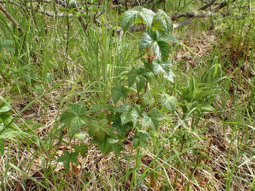 Trailing black currant (Ribes laxiflorum)