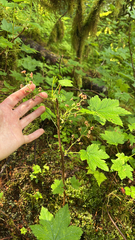 Trailing black currant (Ribes laxiflorum)