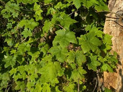 Trailing black currant (Ribes laxiflorum)