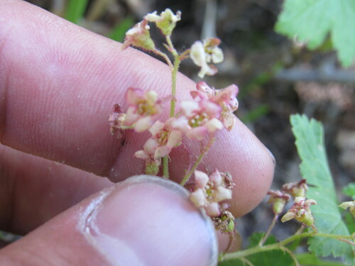 Trailing black currant (Ribes laxiflorum)