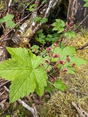 Trailing black currant (Ribes laxiflorum)