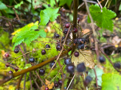 Trailing black currant (Ribes laxiflorum)