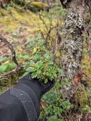Ribes lehmannii (Ribes lehmannii)