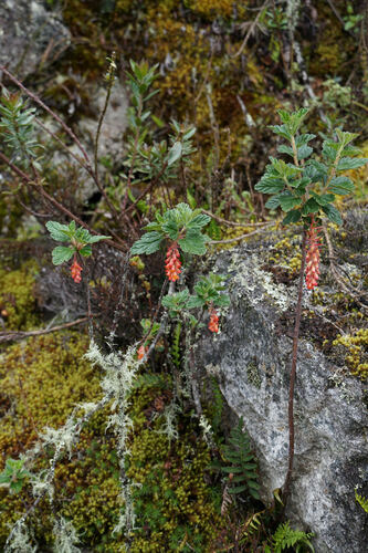 Ribes lehmannii (Ribes lehmannii)