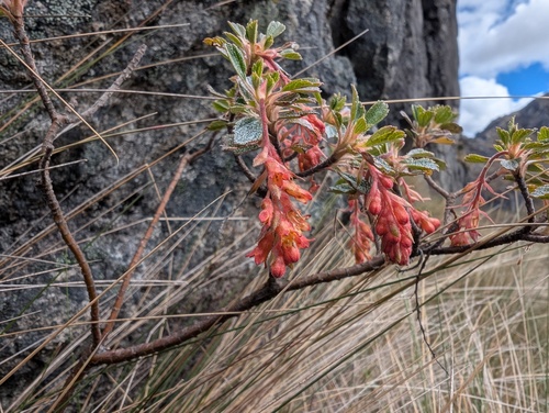 Ribes lehmannii (Ribes lehmannii)