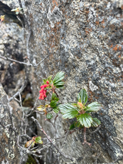 Ribes lehmannii (Ribes lehmannii)