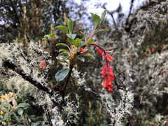 Ribes lehmannii (Ribes lehmannii)