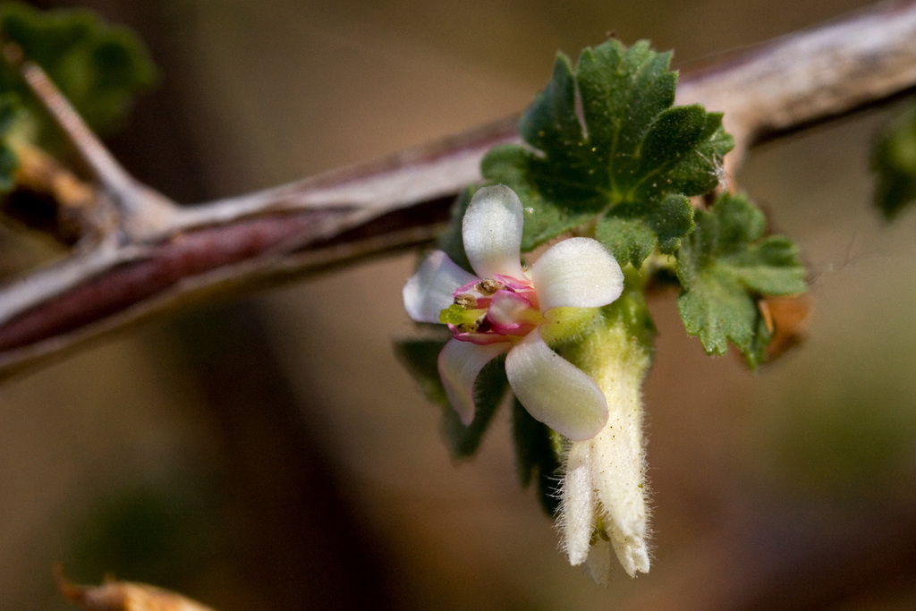 Trumpet gooseberry (Ribes leptanthum)
