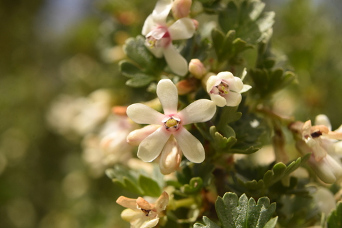 Trumpet gooseberry (Ribes leptanthum)
