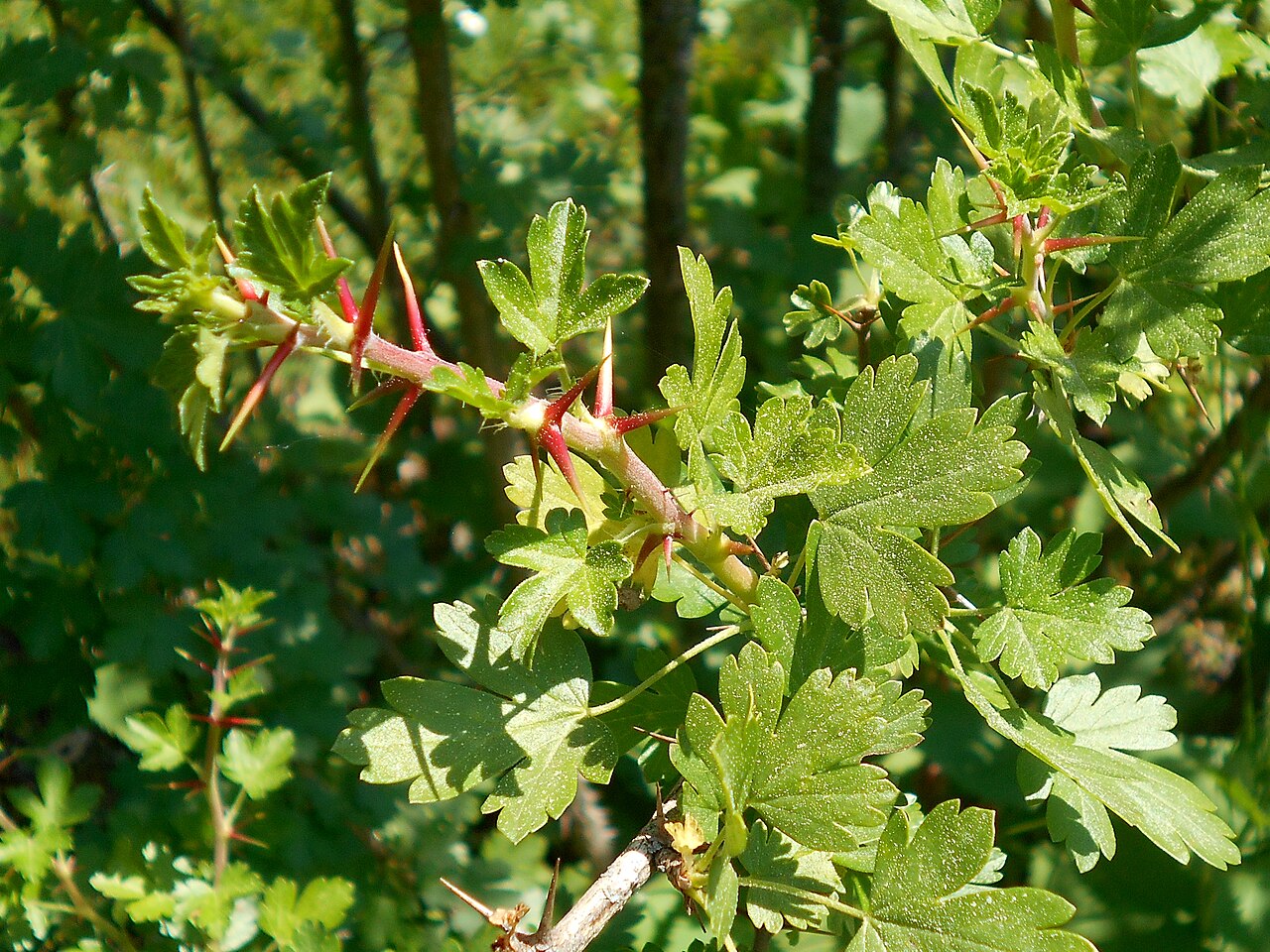 Trumpet gooseberry: Ribes leptanthum , Botanischer Garten Berlin.