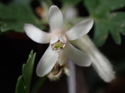Trumpet gooseberry (Ribes leptanthum)