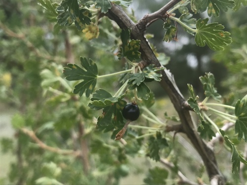 Trumpet gooseberry (Ribes leptanthum)