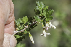 Trumpet gooseberry (Ribes leptanthum)