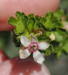 Trumpet gooseberry (Ribes leptanthum)