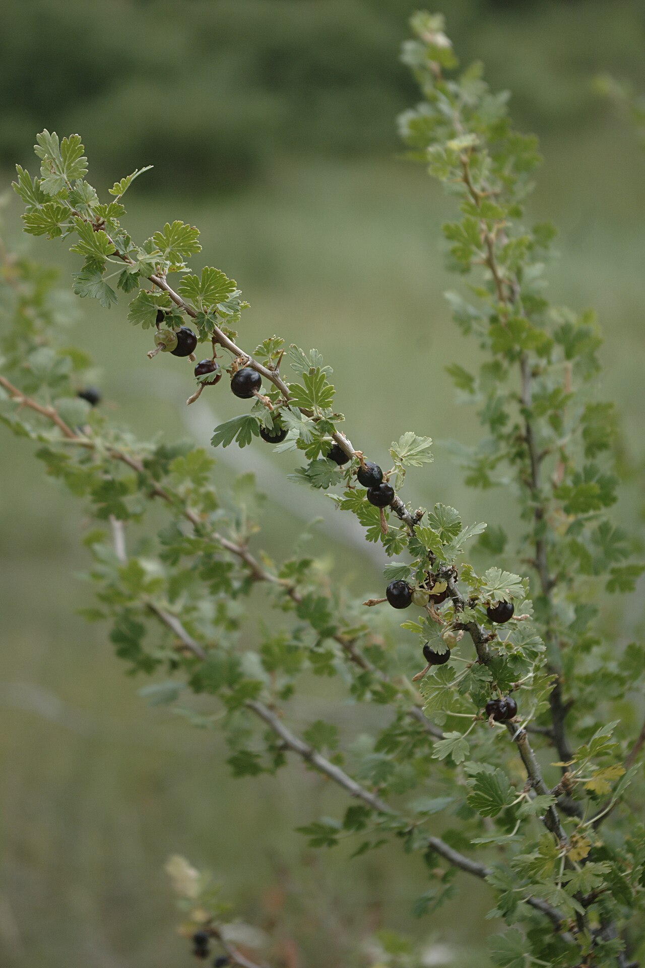 Trumpet gooseberry: Ribes leptanthum , trumpet gooseberry, Apache Springs Trail, Jemez Mountains, New Mexico.